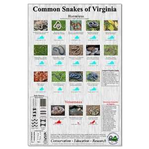 Common Snakes of VA Virginia Large Poster by   