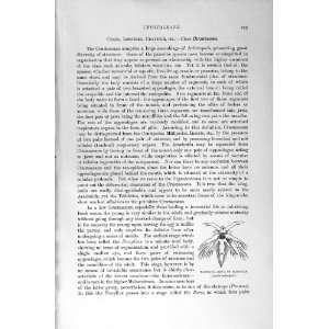  CRUSTACEANS CRAYFISH CRAB BARNACLE NATURAL HISTORY 1896 