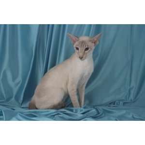   Top 100 Pedigree Cat Canvas Art Siamese,lilac point