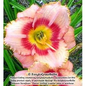  Daylily Playful Pixie   1 bare root plant   2/3 fan Patio 