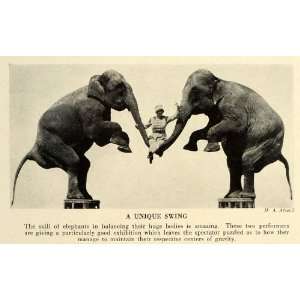  1932 Print Circus Elephants Performance Balance Routine 