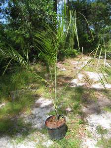 Live Pseudophoenix sargentii Cherry Palm Tree Seedling  