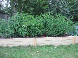 Tomato Plant Stage 2