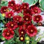 OnlinePlantCenter Burgundy Blanket Flower Plant