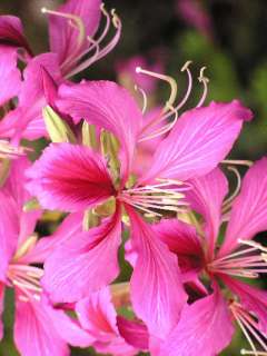 Bauhinia purpurea   Roter Orchideenbaum   10 Samen  