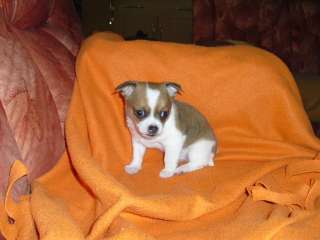 Chibabys suchen bald neuen Kuschelplatz in Hessen   Waldbrunn  Hunde 