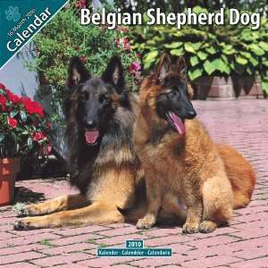 Kalender 2010 Belgischer Schäferhund  Bücher