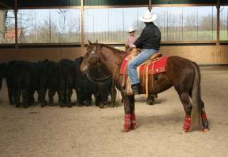 Biete Reitbeteiligung auf Quarter Mix Stute (westerngeritten) in 