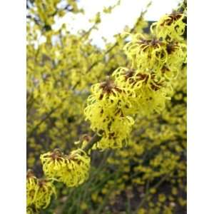 gelbblühende Zaubernuss Hamamelis intermedia Westerstede 60 cm hoch 