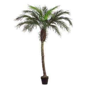  6 Areca Palm Tree in Black Plastic Pot Green (Pack of 2 