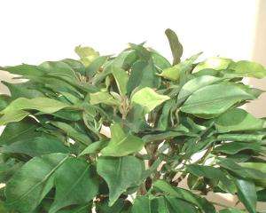 Ficus Bonsai   15 (38cm)   Artificial Silk Tree Plant  