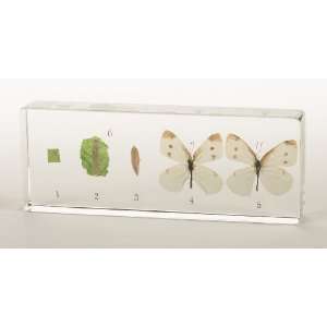  Butterfly Life Cycle Acrylic Block 