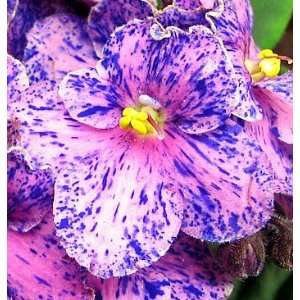  Surprise African Violet   4 Pot   In Bloom   Unusual 