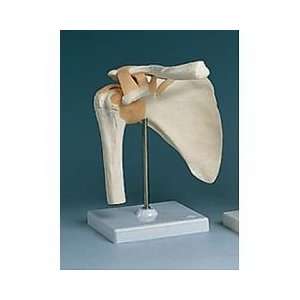 Anatomical Models   Shoulder Joint, Functional