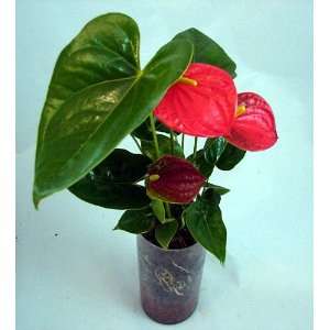  Hawaiian Anthurium Plant Growing in Crystal Glass Vase 