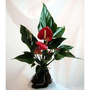 Red Anthurium Hawaiian Volcano Rock Bonsai   Great Living Gift
