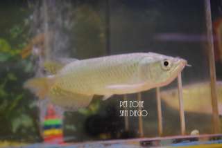 Jardini Arowana (Australian Arowana)   6 7 inches  