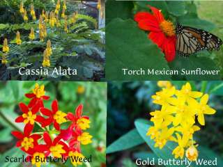 Butterfly Garden Collection  Host & Nectar Plants SAVE  