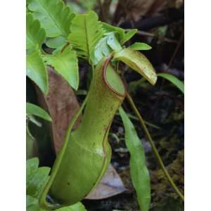 Nepenthes Reinwardtiana, Rare Carnivorous Plant in Dipterocarp 