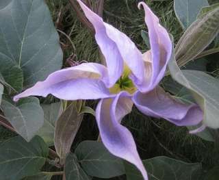   Trumpet Datura Rare Exotic Fragrant Night 150 Flower Bulk Seeds  