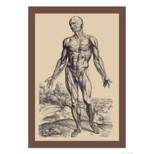   Muscles Giclee Poster Print by Andreas Vesalius, 24x32