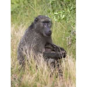 Chacma Baboon (Papio Cynocephalus), with Infant, Kruger National Park 