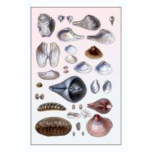  Vintage Art Shells Sessile Cirripedes #1   11730 3