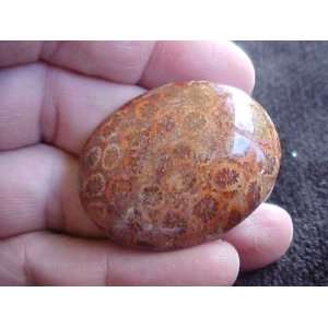  S3502 Brown Agate Coral Fossil Oval Cabochon Beauty 