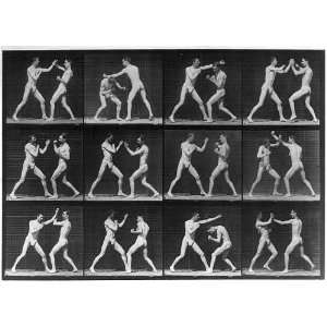   Motion picture,2 men boxing,Eadweard Muybridge,c1887