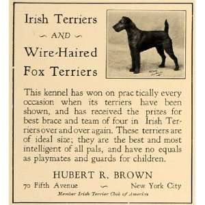   Fox Terriers Hubert R. Brown   Original Print Ad