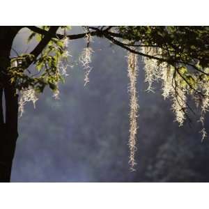 Spanish Moss (Tillandsia Usneoides) Hanging from Silhouetted Tree 
