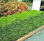 AMERICAN BOXWOOD   Quart containers, KOREAN BOXWOOD Fast growing in 
