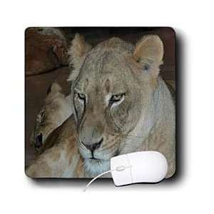   Turner Lion Photography   Scar faced Lion   Mouse Pads Electronics