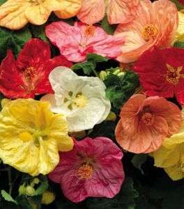 25+ ABUTILON HYBISCUS LIKE FLOWERING MAPLE PERENNIAL SEED MIX  