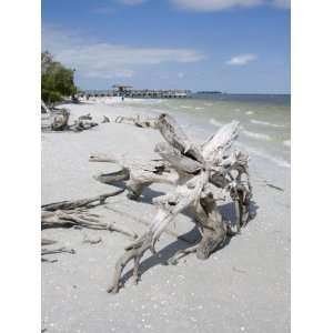  Driftwood on Beach with Fishing Pier in Background 