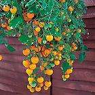 Basket Boy Yellow Tomato   4 Plants   Weeping Habit