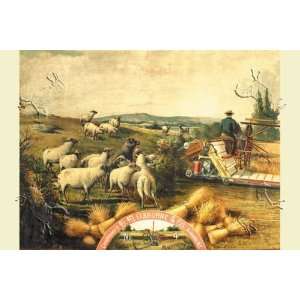   , Osborne   Sheep with Grain Binder   27.5 x 18.75