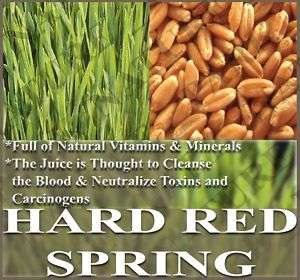Wheat Sprout seeds HARD RED SPRING ~ Wheat Grass Juice  