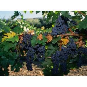 Grapes Growing at Mirassou Vineyards, San Jose, USA Photographic 