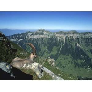 Male Alpine Ibex, View of Sigriswiler Rothorn, Niederhorn, Switzerland 