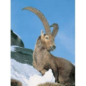  Ibex, Gran Paradiso National Park, Valle DAosta, Italy (Capra Ibex 