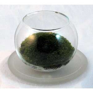  Magical Mood Moss Terrarium with Frosted Glass Coaster 