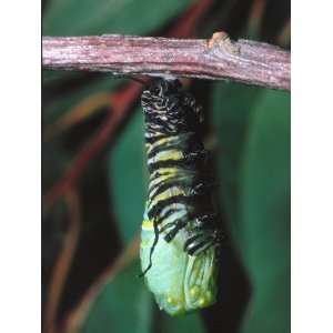  Monarch Caterpillar Hangs from Tree Branch While Changing 