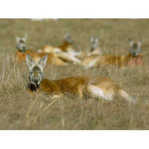  Mob of Red Kangaroo (Macropus Rufus), Tidbinbilla Reserve 