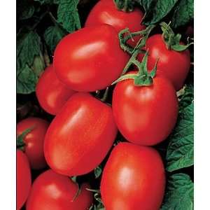  Tomato, Health Kick Hybrid 1 Pkt. (30 seeds) Patio, Lawn 