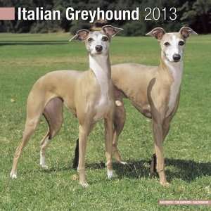  Italian Greyhound 2013 Wall Calendar 12 X 12 Office 