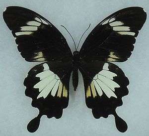 Insects/Butterfly/ Papilio nephelus albolineatus   Female RARE  