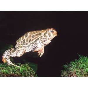  Great Plains Toad Jumping, Native to Western USA Stretched 