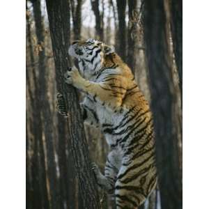  A Male Siberian Tiger Scales a Tree to Reach the Skin of a 