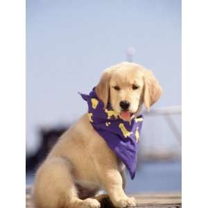  Golden Retriever Puppy, Marthas Vineyard, MA Stretched 